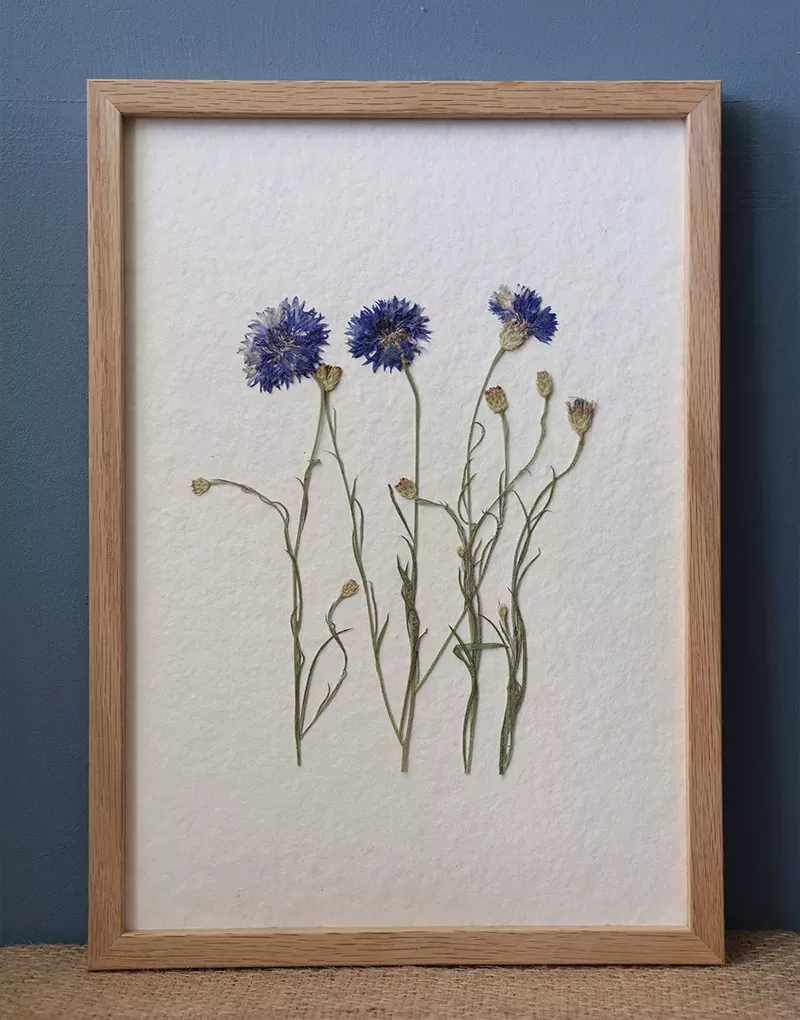 Herbiers Minimalistes - À L'OMBRE DES HERBIERS